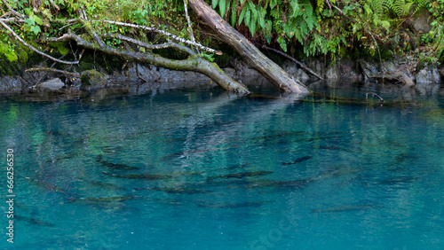 Salmon spawning in a river pool on Vancouver Island  British Columbia  Canada.