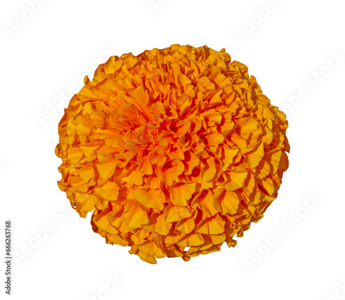 Beautiful Orange Marigold flower isolated on transparent background with clipping path. Orange head flower of Cempasuchil used in Mexico altars on the Day of Dead.