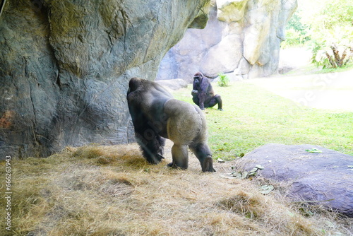 A big Gorilla is playing in a zoo
 photo