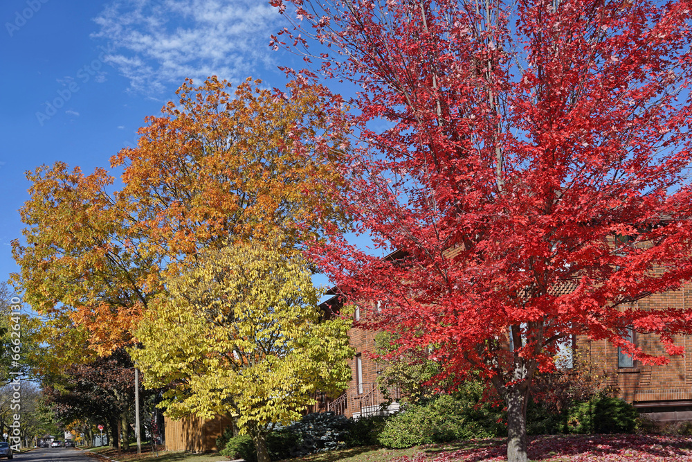 Trees with colorful fall foliage on residential street Trees with colorful fall foliage on residential street