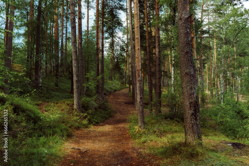 trail in a beautidul summer forest. deciduous and pine trees © Yulia Raneva