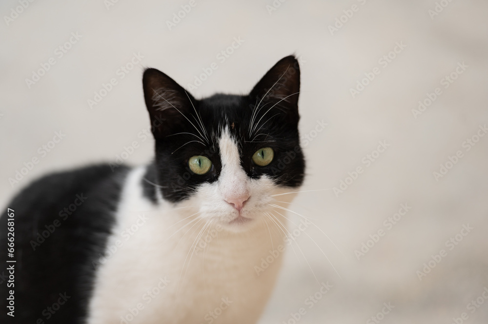 Black and white cat sadly looking Black and white cat sadly looking