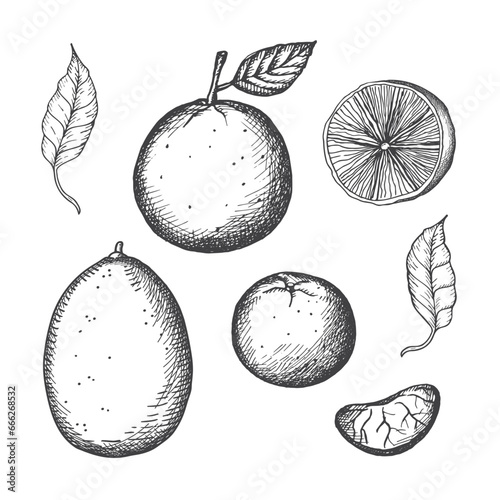 Citrus fruits hand drawn vintage set with lemon, orange, lime, tangerine vector illustration on isolated background. Sketch with engraving of citrous tropical plants slices and whole. Design element 