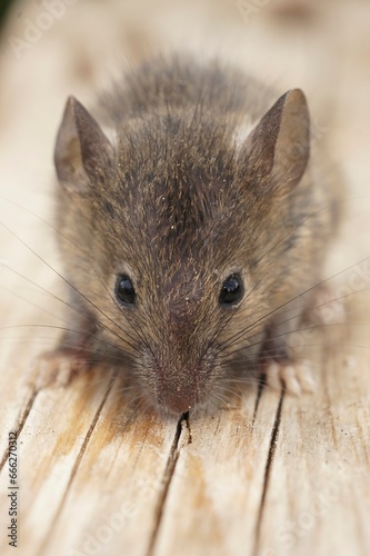 Vertical frontal view on a small juvenile Common house mouse, Mus musculus sitting on wood