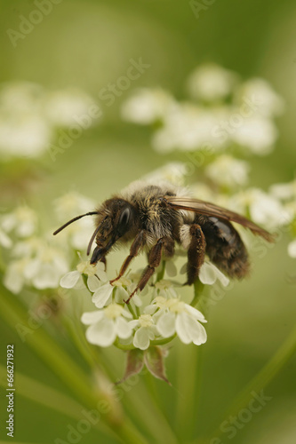 Closeup on a female Grey backed mining bee, Andrena vaga, sitting on white flower © Henk