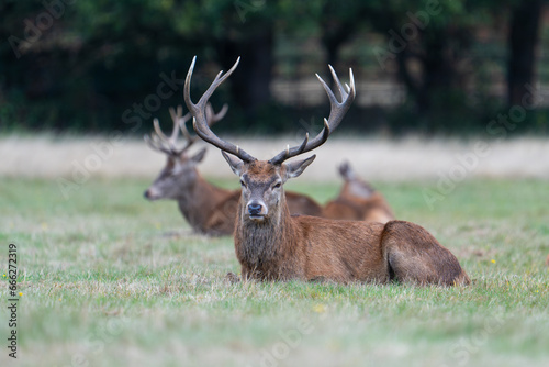 Red Deer Stag