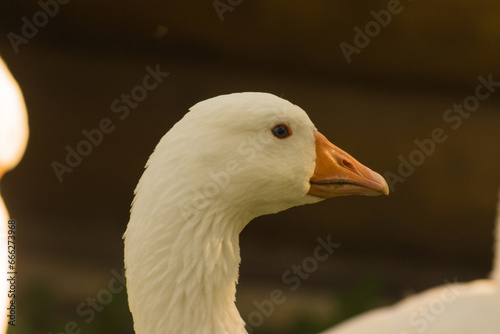 Portrait of domestic goose © Александр Паньков
