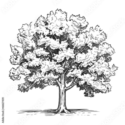Hand Drawn Sketch Chestnut Tree Illustration
