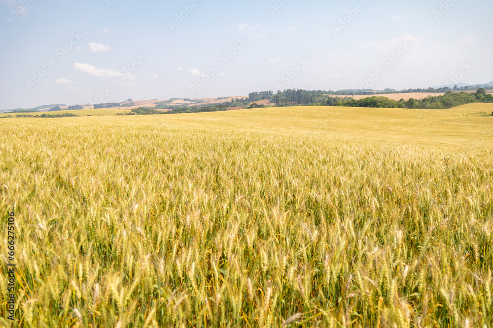 Close up of wheat ears, field of wheat in a summer day. Harvesting period