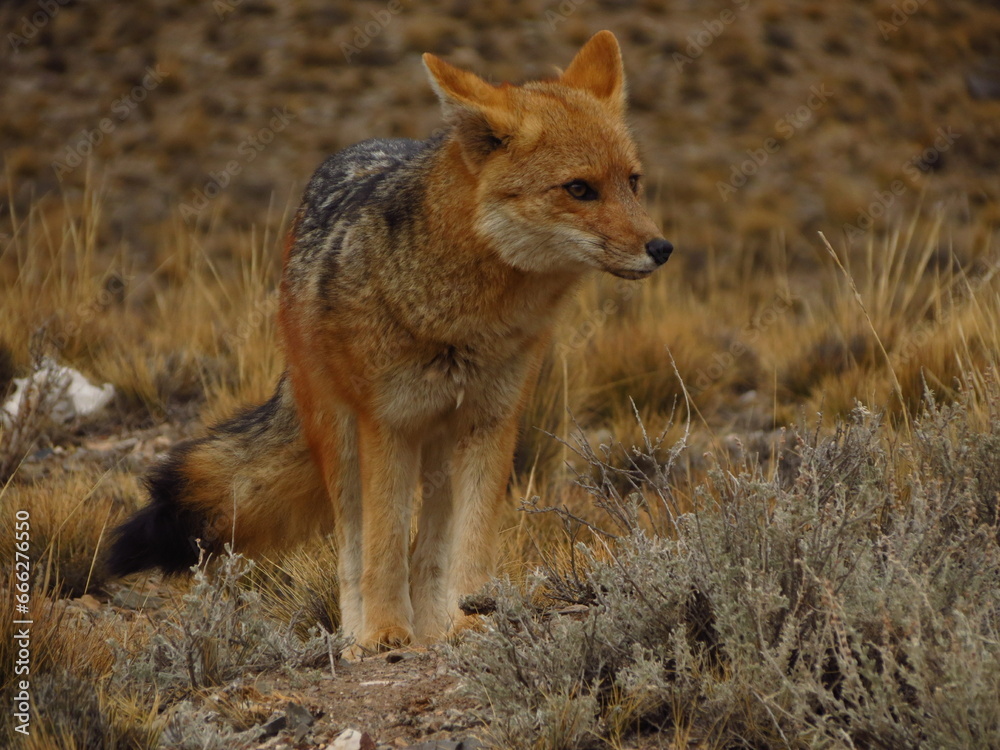 Fototapeta premium Zorro colorado