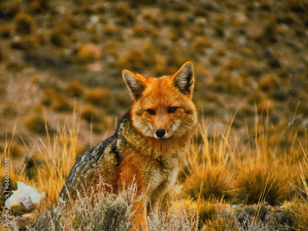 Obraz premium Zorro colorado