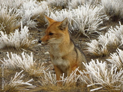 Zorro colorado photo