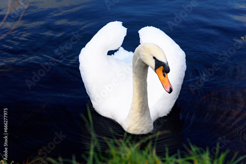 Fototapeta Naklejka Na Ścianę i Meble -  a swan on a river in Ireland, 2023