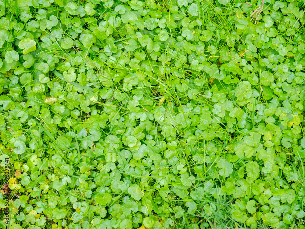 Background from small leaves of a small plant. Soft green grass in the park. Gently green background.