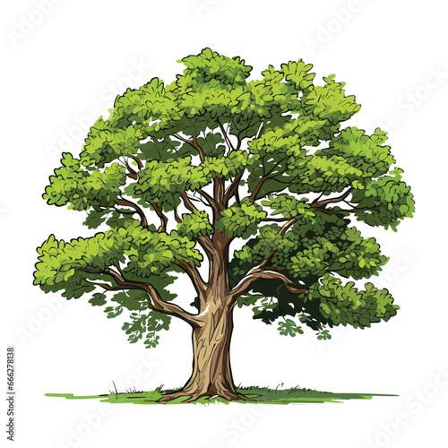 Hand Drawn Flat Color Sycamore Tree Illustration photo