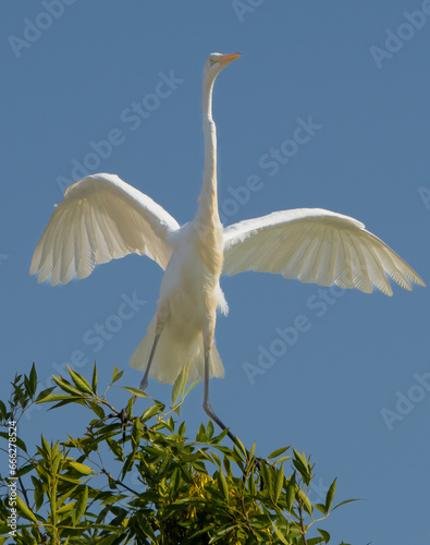 Great White Egret landing on treetop