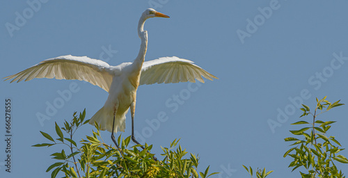 Great white egret launching from treetop