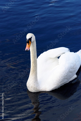 Fototapeta Naklejka Na Ścianę i Meble -  a swan on a river in Ireland, 2023