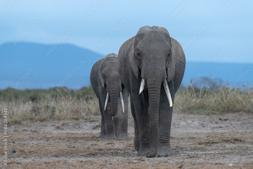 Obraz premium Two mature female African elephants walking on the dry ground of Amboseli National Park, Kenya