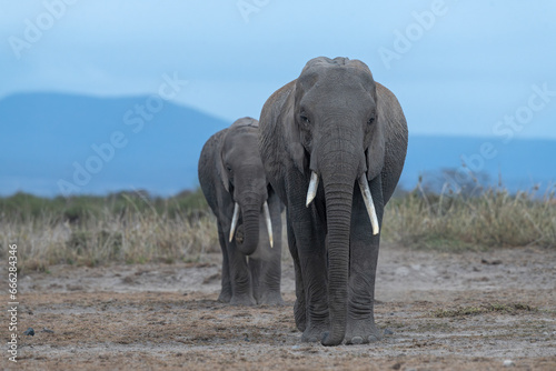 Two mature female African elephants walking on the dry ground of Amboseli National Park  Kenya