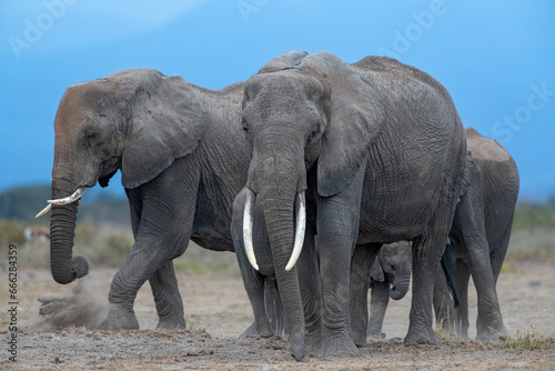 African elephant herd performing their morning chores  socialising and dust bathing at Amboseli National Park  Kenya