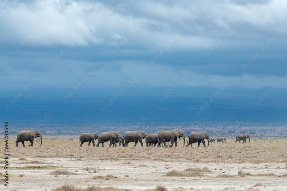 Obraz premium African elephant herd travels through the dry lands of Amboseli National Park, Kenya in search of food and water during dry season