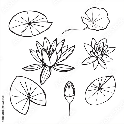Lotus water lilies flowers and leaves hand drawn sketch vector illustration on isolated background. Aquatic plant nenuphar with cup-shaped floating flowers decorative element for design, print, paper,