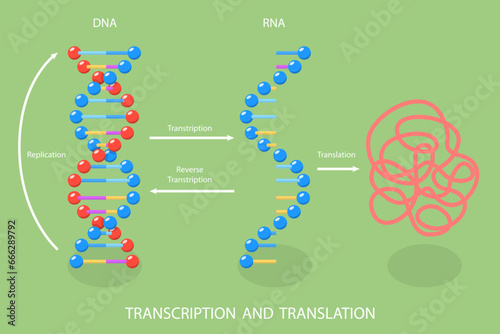 3D Isometric Flat Vector Illustration of Transcription And Translation , DNA Directed Synthesis of RNA
