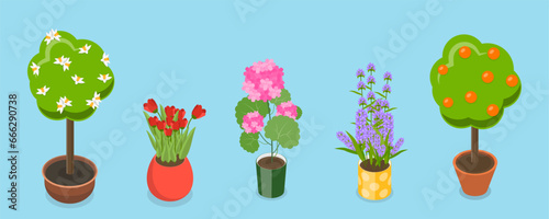 3D Isometric Flat Vector Set of Garden Flowers, Different Plants in Pots