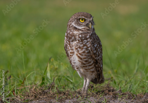 Foto burrowing owl florida