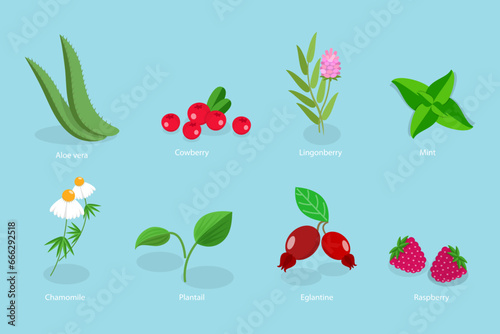 3D Isometric Flat Vector Set of Medical Herbs And Berries, Natural Herbal Medication