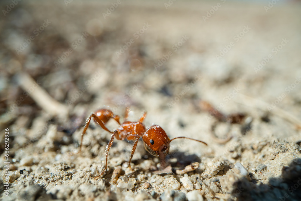 Carpenter ant, close-up. Carpenter ant, close-up.