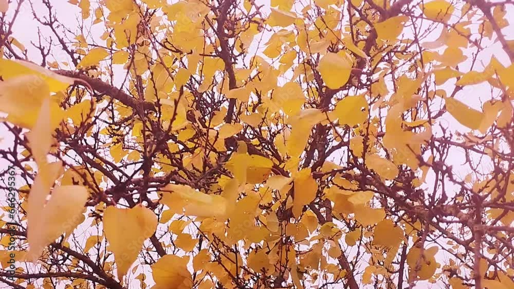Autumn stock video with leaves on trees. Background with yellow leaves in full HD. Autumn stock video with leaves on trees. Background with yellow leaves in full HD.