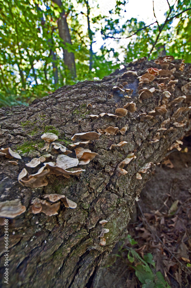 Mushrooms On A Fallen Tree In The Summer Mushrooms On A Fallen Tree In The Summer