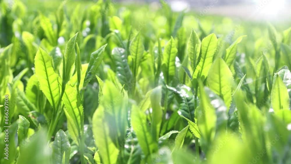 陽光に輝く新茶（日本茶）
