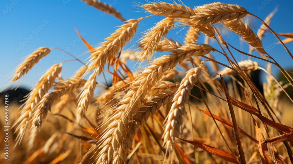 Autumn sunny weather rice fields UHD wallpaper Stock Photographic Image Autumn sunny weather rice fields UHD wallpaper Stock Photographic Image