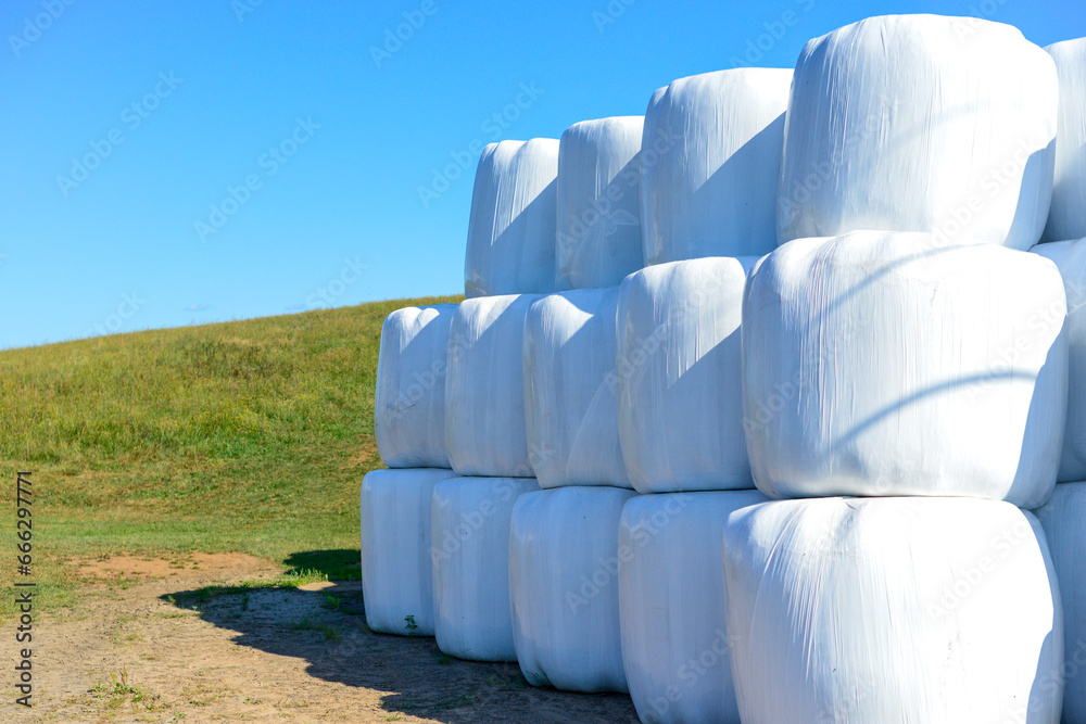 Rows of white plastic covered round bales of hay stacked three high on a farmer's field. The silo bales are wrapped in a plastic film protecting the straw feed for farm dairy animals from moisture. Rows of white plastic covered round bales of hay stacked three high on a farmer's field. The silo bales are wrapped in a plastic film protecting the straw feed for farm dairy animals from moisture.