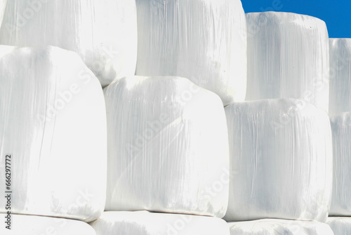 Rows of white plastic covered round bales of hay stacked three high on a farmer's field. The silo bales are wrapped in a plastic film protecting the straw feed for farm dairy animals from moisture.  photo