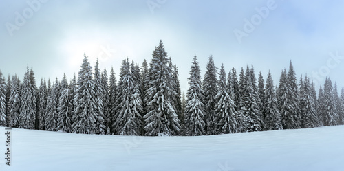 A picturesque winter scene showcasing snow-covered fir trees on a mountain glade. Winter mountains landscape panorama