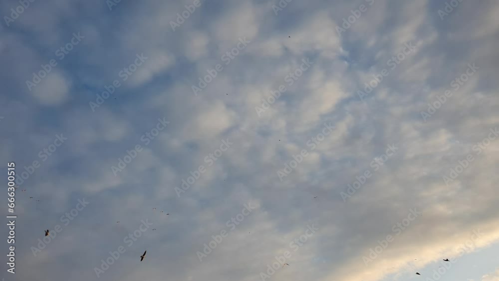 Flocks of different birds flying in the air over sky and clouds background Autumn migration, seasonal cloudscape scene Flocks of different birds flying in the air over sky and clouds background Autumn migration, seasonal cloudscape scene