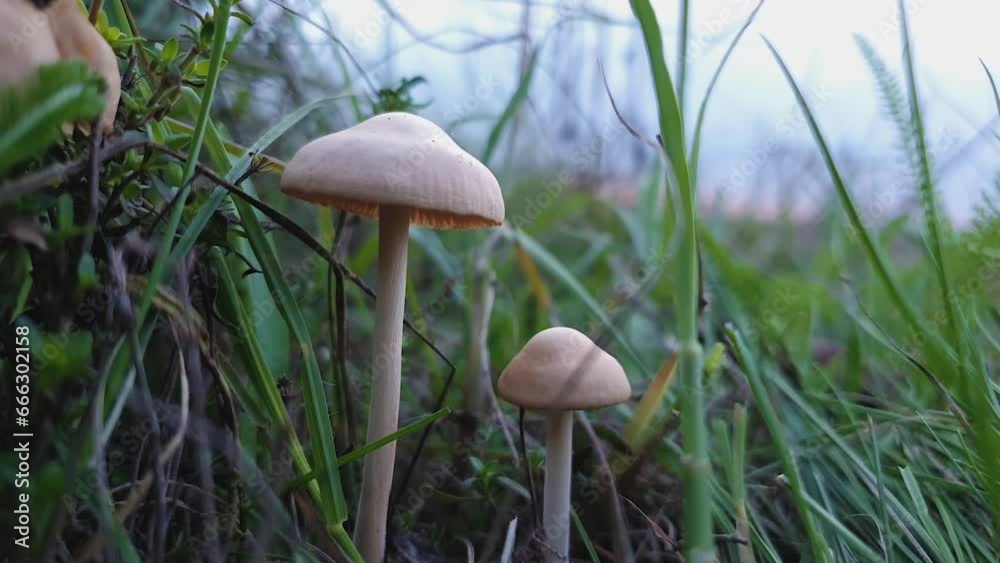 Close up of two tiny poisonous mushroom growing through the wild vegetation. Moody autumnal background, nature freshness with fungi on the meadow among green grass Close up of two tiny poisonous mushroom growing through the wild vegetation. Moody autumnal background, nature freshness with fungi on the meadow among green grass