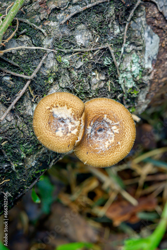 Polyporus arcularius (fungus) which grows abundantly on dead plant stems photo