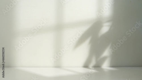 natural window and leaf shadow
