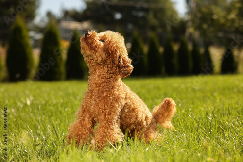 Cute Maltipoo dog on green lawn outdoors photo