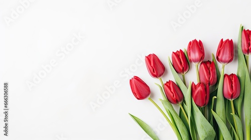 Close-up of spring flowers, red tulips isolated on a white background
