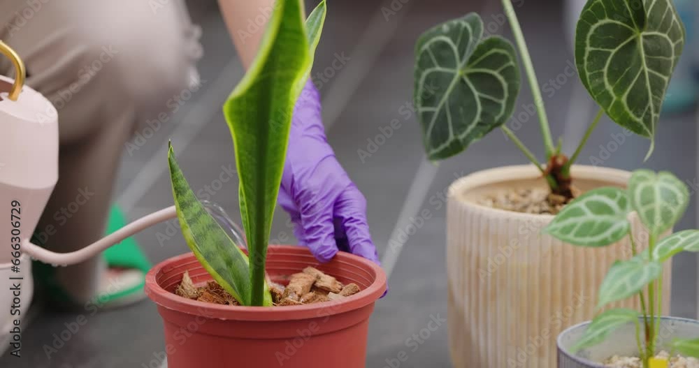Watering on the potted plant at home Watering on the potted plant at home