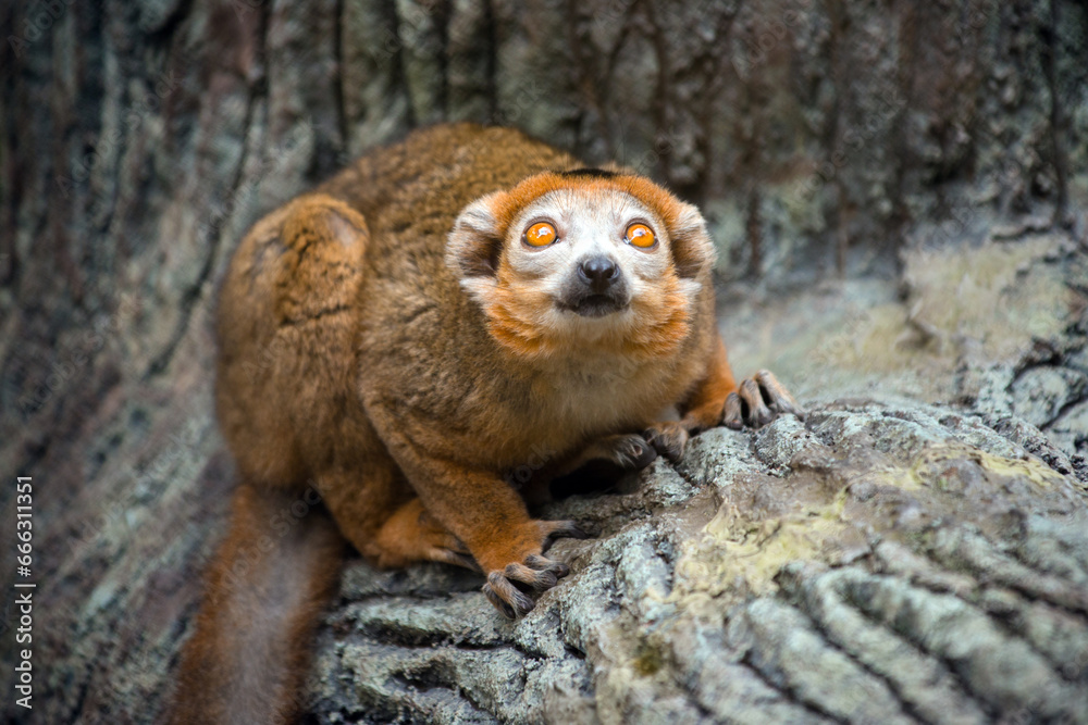 Fototapeta premium Portrait of red lemur