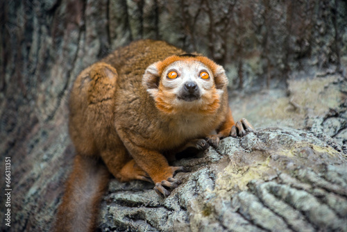 Portrait of red lemur