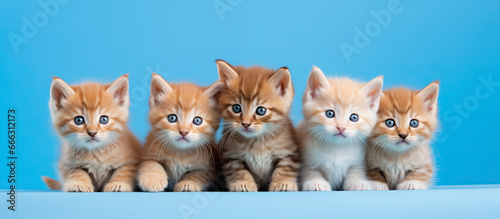 cute kittens sitting on color background, generative ai