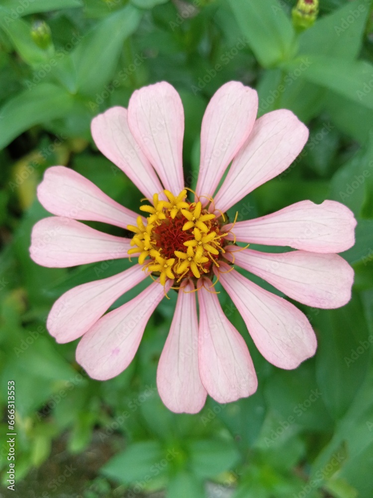 Fototapeta premium pink rose flower